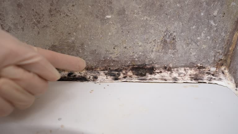 Best Mold Damage Restoration  in Eastvale, CA